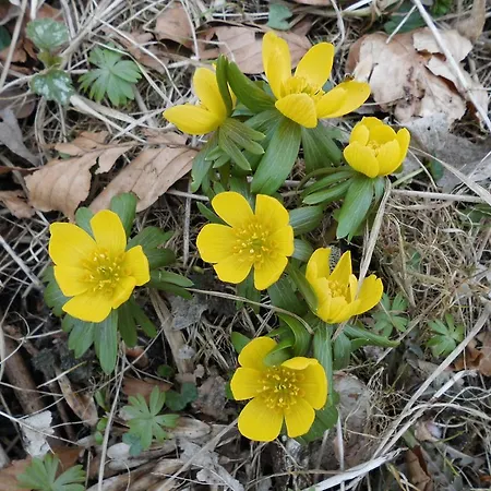 Ellekaer-gard Vendégház Dronninglund
