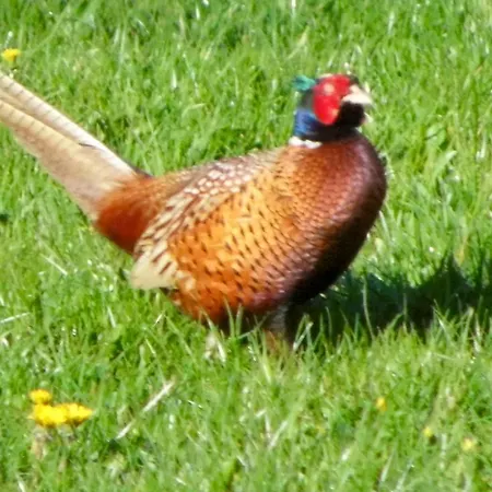 Ellekaer-gard Vendégház 2*